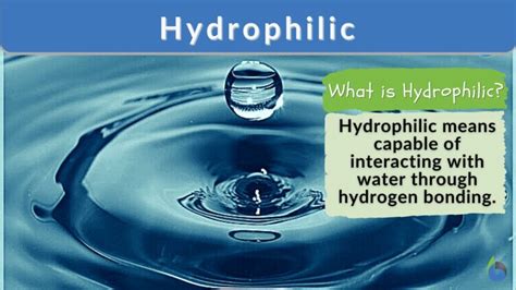 Hydrophilic Definition & Meaning .